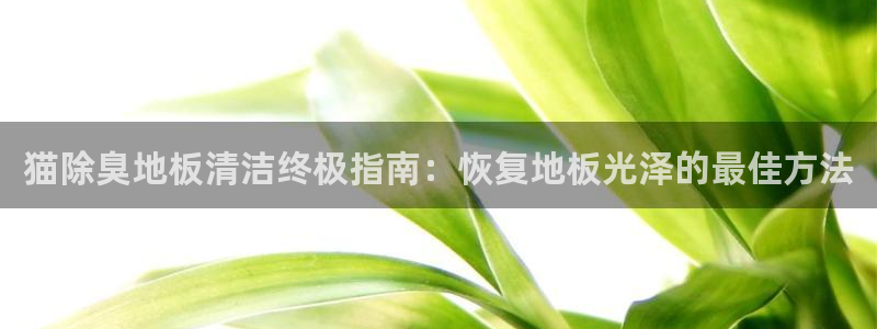 尊龙凯时人生就是搏技术实力：猫除臭地板清洁终极指南：恢复