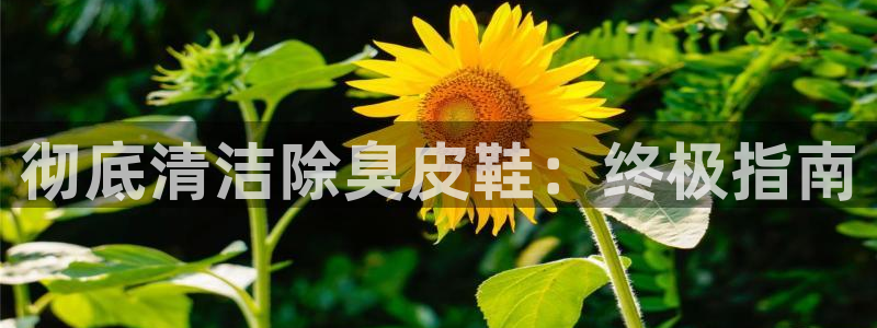 尊龙现金一下指导AG发财网