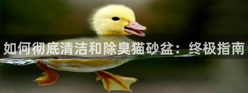 尊龙d88平台登录：如何彻底清洁和除臭猫砂盆：终极指南