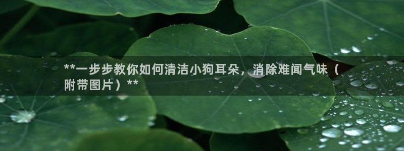 尊龙凯时-人生就是博中国官网：**一步步教你如何清洁小狗